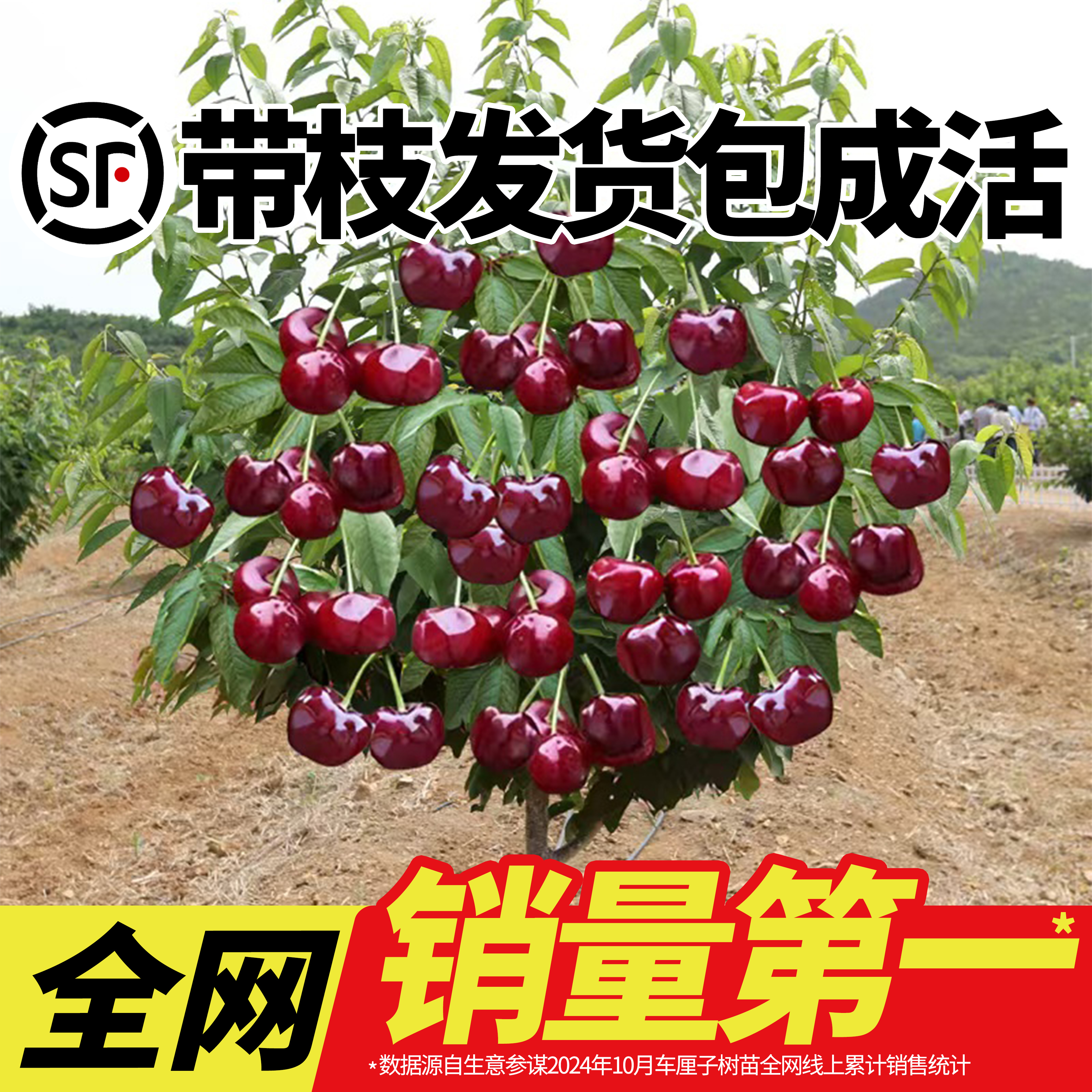 车厘子树苗樱桃苗南北方