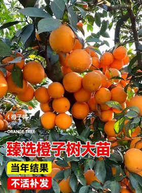 橙子树苗赣南脐橙纽荷尔橙子树