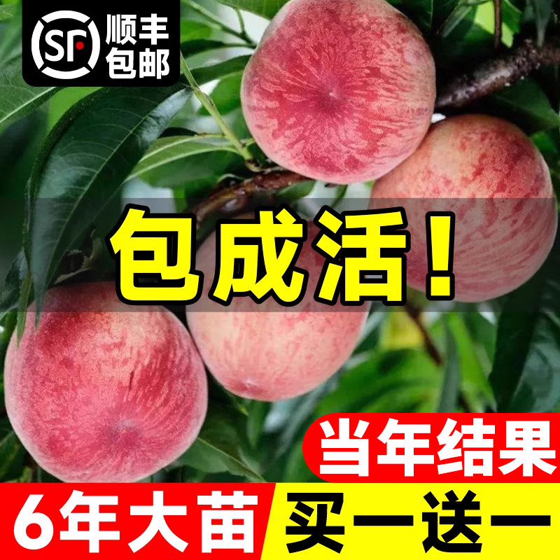 早熟水蜜桃树苗嫁接黄桃树苗树当年结果南方北方种植树苗桃树果苗