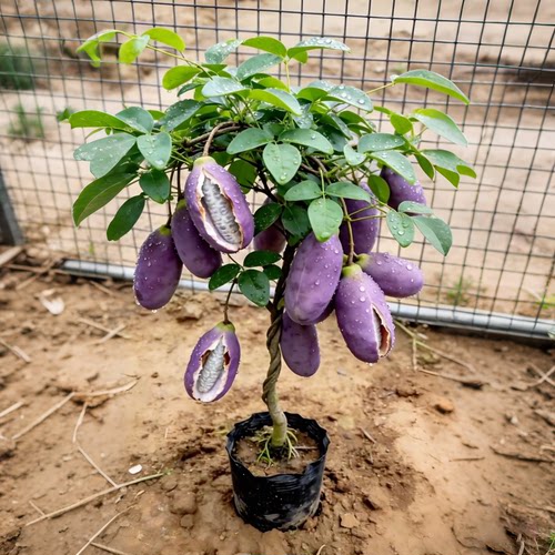 无籽八月瓜树苗嫁接苗八月炸瓜苗庭院种植盆栽水果树果苗当年结果