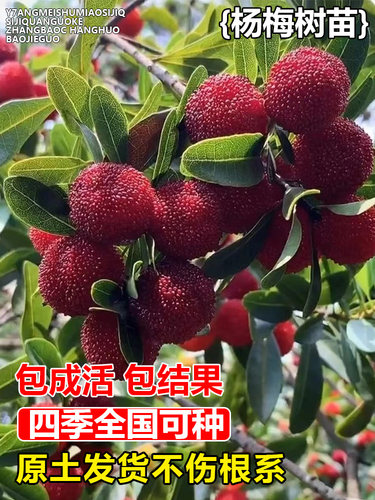 正宗嫁接东魁杨梅树苗南北