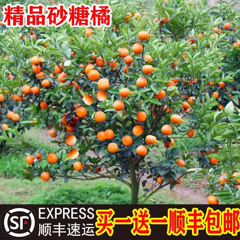沙糖桔树苗地栽盆南方北种图片