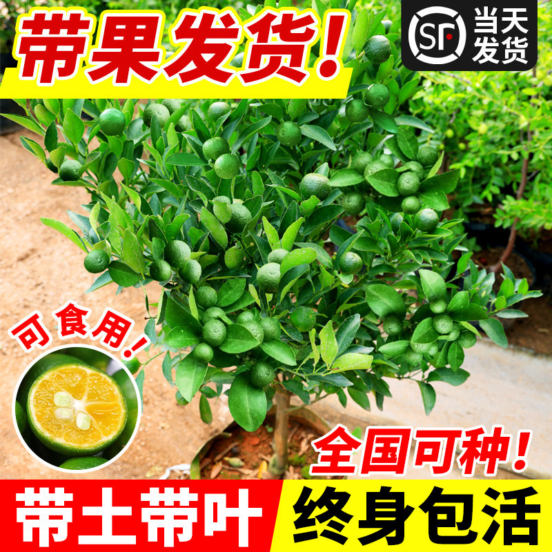 小青柠树苗海南青桔香水柠檬苗金桔盆栽室内客厅阳台果树果苗四季,鲜花速递/花卉仿真/绿植园艺,果树,淘宝优惠券,粉丝福利购,淘宝优惠卷