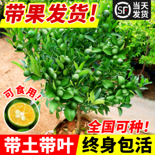小青柠树苗海南青桔香水柠檬苗金桔盆栽室内客厅阳台果树果苗四季