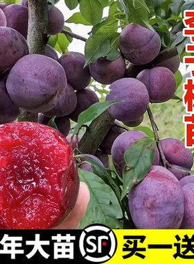 蜂糖李子树苗嫁接特大晚熟脱骨青脆李子果树苗南北方种三华李树苗