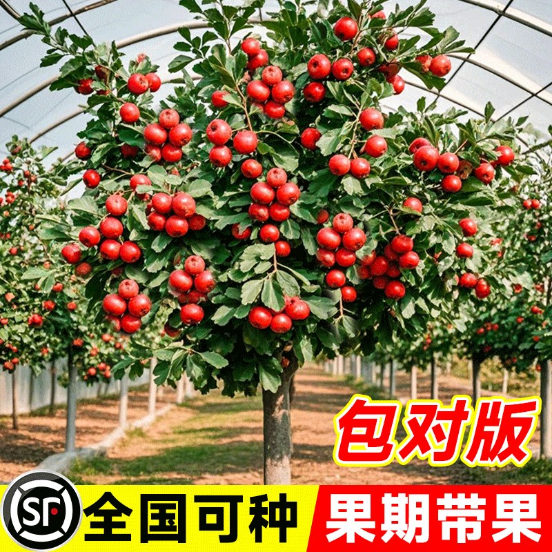 山楂树活苗大五棱甜红子山楂苗南方北方种植盆栽地栽山楂嫁接果苗