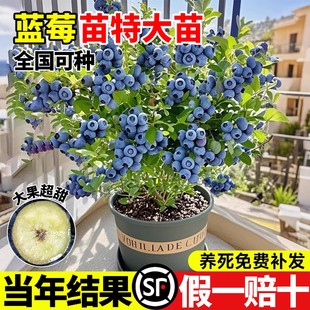 蓝莓树果苗带果子发货 结果 蓝莓树苗阳台盆栽南方北方种植L25四季