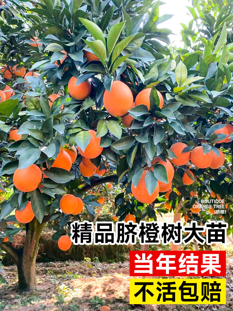 赣南橙子树苗伦晚脐果嫁接砂图片
