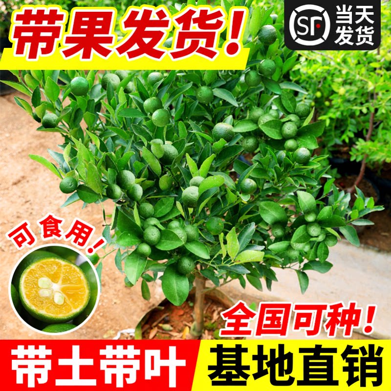 小青柠树苗海南桔香水檬带果金桔图片
