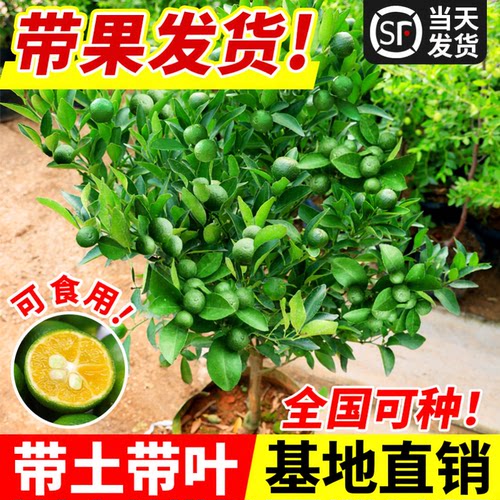 小青柠树苗海南桔香水檬带果金桔