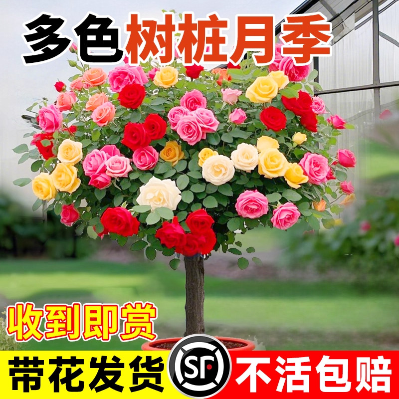 棒棒糖树桩月季四季开花树状庭院阳台花卉种植庭院盆栽月季特大花