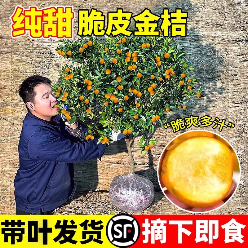 脆皮金桔带果发货盆栽树苗果树