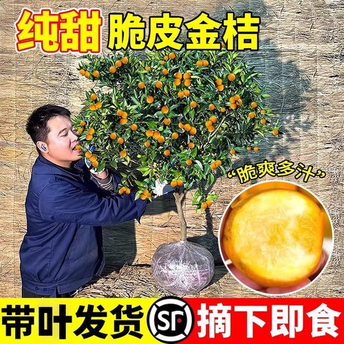 脆皮金桔带果发货盆栽树苗果树