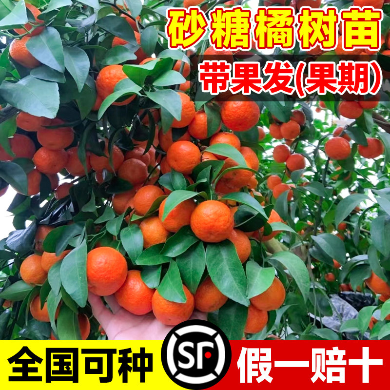 沙糖桔子树苗砂橘广西正宗图片