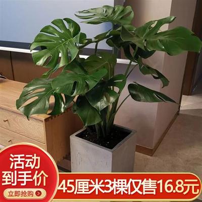 龟背竹大盆栽室内客厅好养水培植物老桩大型绿植净化空气水养花卉