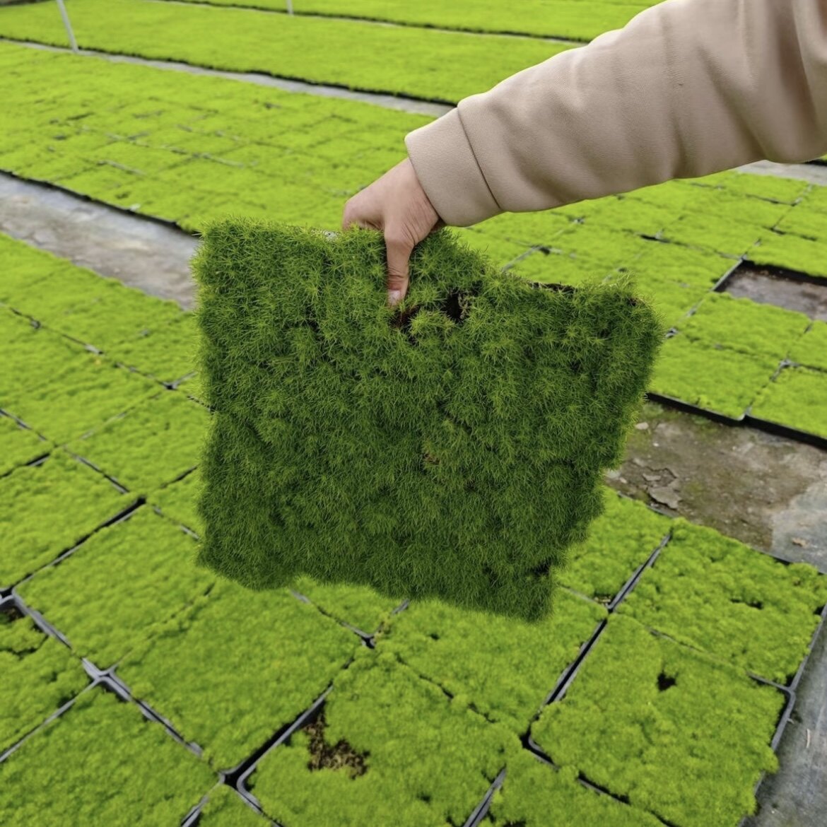 爱尔兰珍珠草方盘多年生耐寒耐旱庭院绿化造景草坪宿根花卉好养