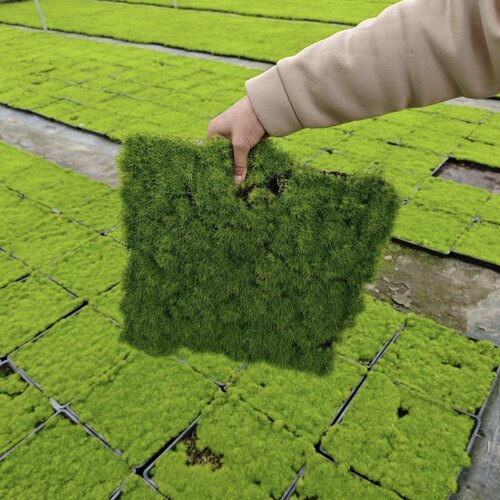 爱尔兰珍珠草方盘多年生耐寒耐旱庭院绿化造景草坪宿根花卉好养