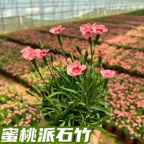 蜜桃石竹蜜桃派花苗四季开花草坪耐寒耐旱盆栽庭院绿化多年生宿根