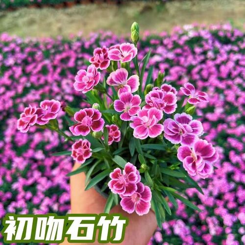 初吻石竹（6盆以上包邮）四季开花耐寒耐旱庭院绿化多年生宿根