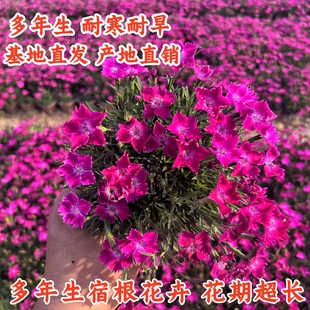 欧石竹花苗四季开花耐寒耐旱耐踩宿根多年生开花草坪庭院绿化盆栽