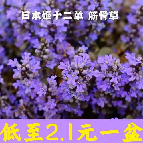 姬十二单筋骨草多花宿根庭院阳台绿化四季常绿耐寒耐热好养活紫色