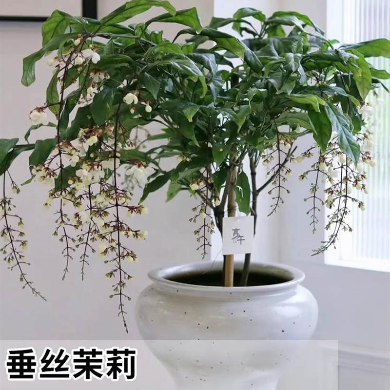 垂丝茉莉花盆栽进口有垂吊茉莉大苗四季开花室内花绿植白玉蝴蝶稀