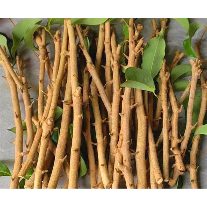 荔枝嫁接枝条冰荔岭丰糯井冈红糯 仙进奉 桂味 枝条芽条接穗