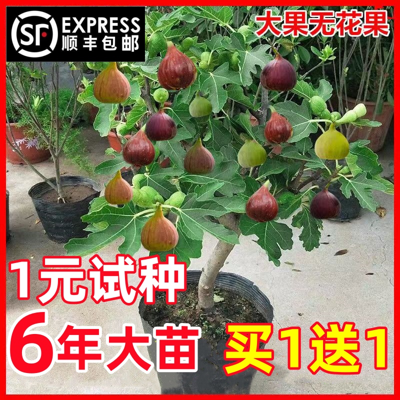 无花果树果苗盆栽地栽种植特大波姬红庭院阳台四季青皮无花果树苗