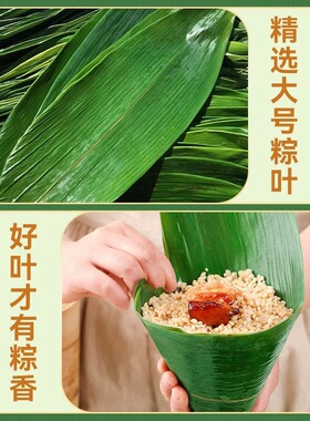 分装瓶收纳罐粽叶新鲜粽子叶大号精选包粽子专用的叶子端午鲜叶干