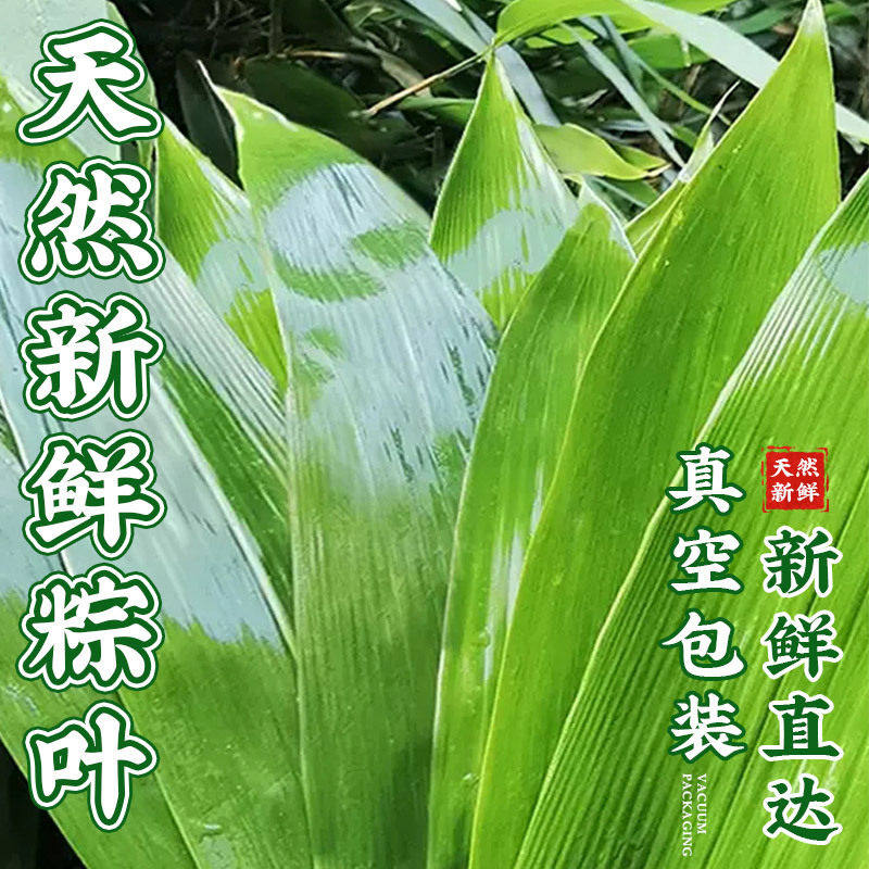 新鲜粽叶野生粽子叶天然大号新箬竹叶现摘现发端午节家用麻竹