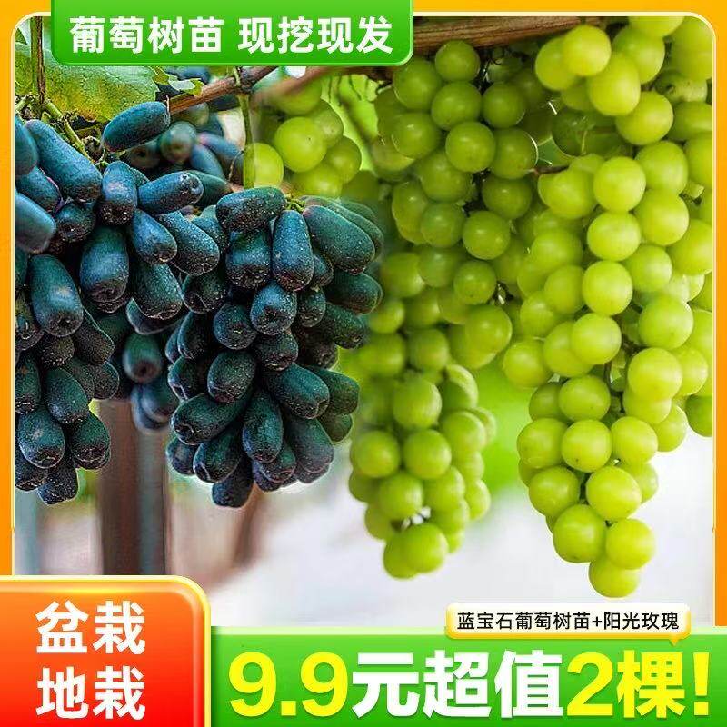 【抢！2颗】葡萄树苗阳光玫瑰蓝宝石易活种植南北方盆栽地栽结果