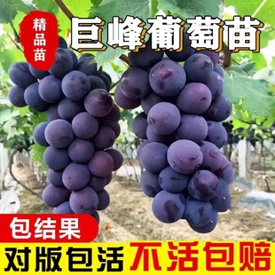 葡萄树苗巨峰浪漫红颜大苗南北方盆栽地栽当年结果阳台庭院种植