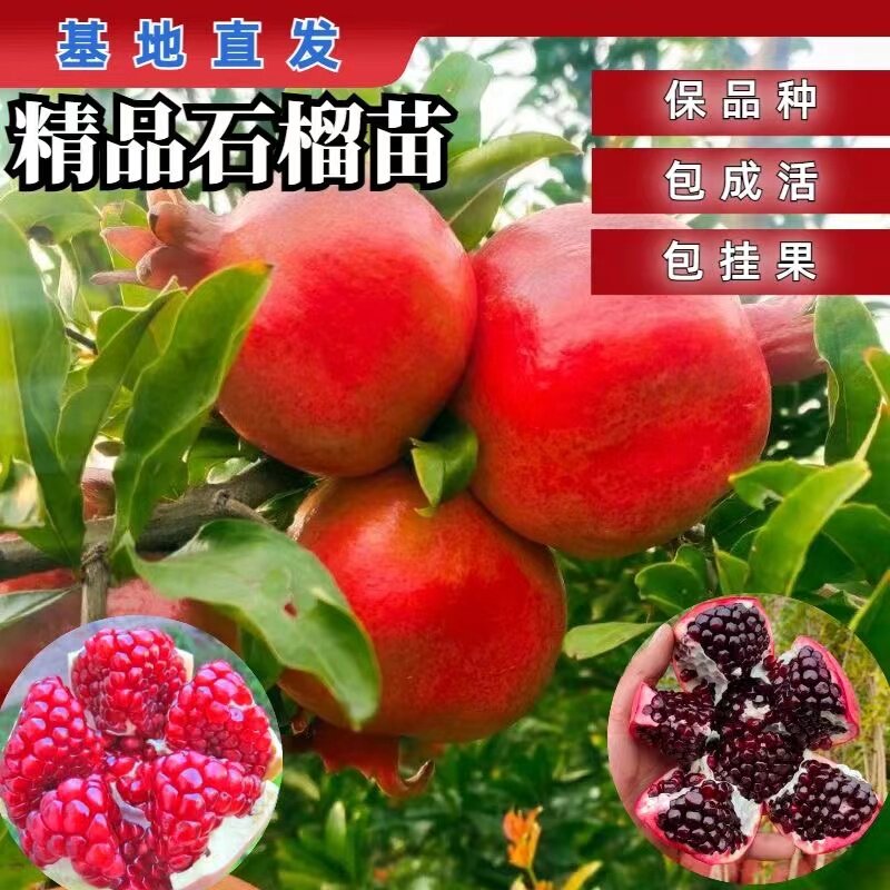 石榴树苗,现挖现发,当年结果