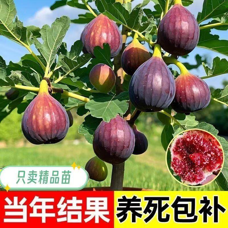 无花果树果苗盆栽大果南方北方波姬红巨型无花果苗地栽四季好养活