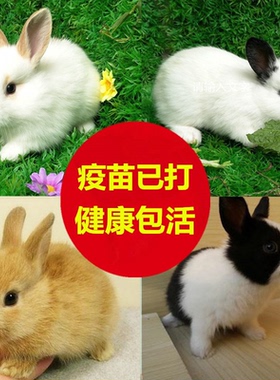 兔子活物小白兔幼崽肉兔活苗成年种兔家养活体可食用公母一对兔子