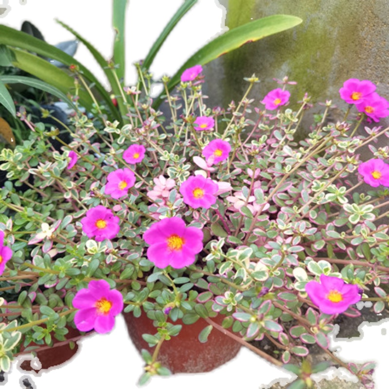 极速太阳花锦垂吊l开花多肉植物太阳花盆栽阳台易养好养花卉花苗