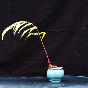 极速厂室内喜阴一k叶蕨盆景老桩胎生狗脊蕨类绿植物网红蕨盆载水