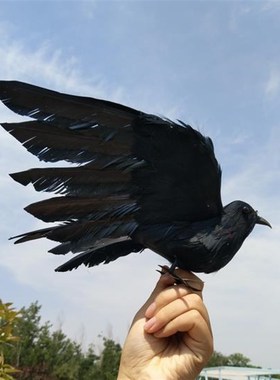 极速仿真羽毛展h翅黑乌鸦橱窗装饰园林家居摆饰摄影道具教学道具