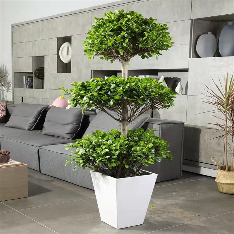 极速大榕树盆景办公室内桌面客厅绿植H花卉四季常青小榕树盆栽观
