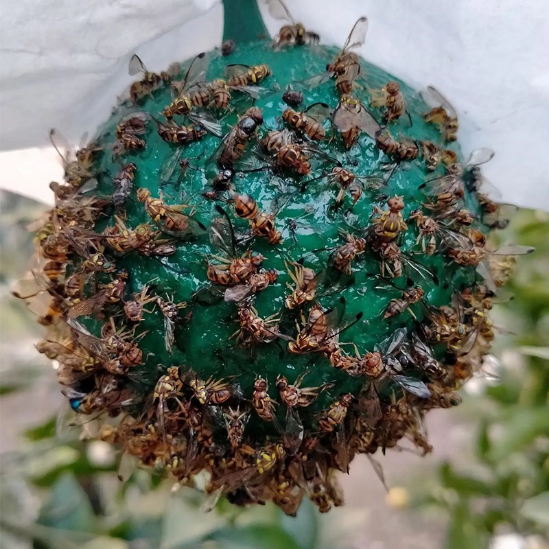 极速果树粘虫球诱蝇球瓜果实蝇贴针蜂马蜂引诱剂双V面黄板纸果蝇