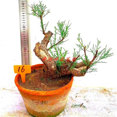 R-怪柳盆景柽柳盆栽观音柳小苗木阳台熟桩生桩花卉绿植园艺老树桩