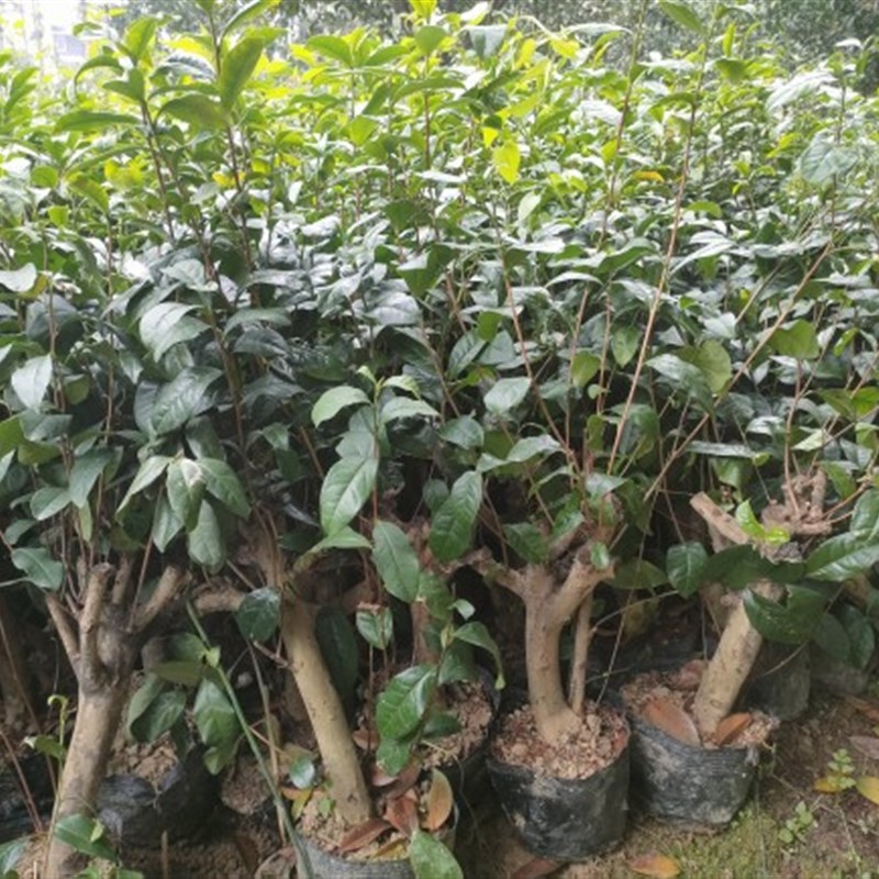 茶叶盆景盆栽 茶苗 采茶茶树 春夏秋采鲜茶 耐寒开花庭院茶树老桩