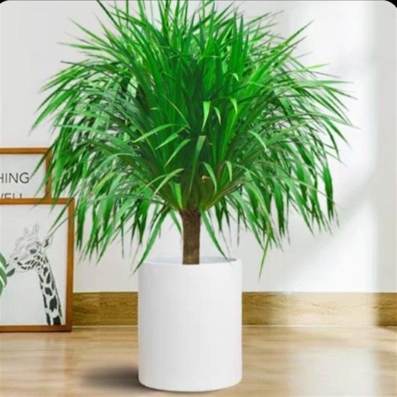 龙须树龙须铁龙血树多头花卉盆栽室内客厅大型绿植花卉净化空气