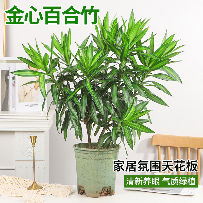 金心百合竹室内客厅真绿植盆栽客厅阳台四季好养小苗庭院种植植物图片