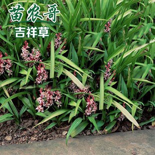 10平方 吉祥草 一袋装 可以铺8 常绿耐寒庭院绿化草坪植物 四季