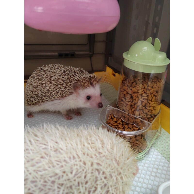 刺猬仓鼠自动喂食器熊仔吃饭粮食盆豚鼠防翻食盒立式大容量透明