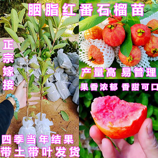 胭脂红番石榴苗嫁接四季 红心番石榴树苗阳台庭院盆栽地栽当年结果