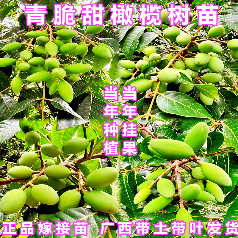 当年结果甜橄榄树树苗四季盆地栽