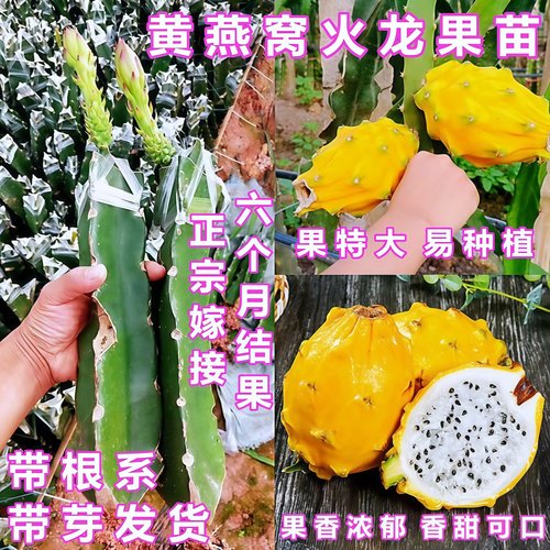 庭院盆栽黄皮白肉燕窝火龙果苗