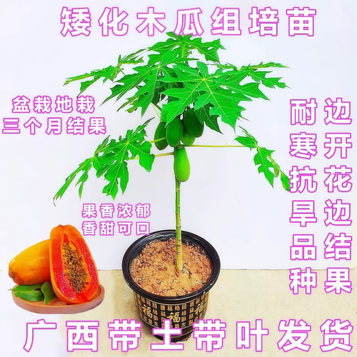 矮化冰糖红心木瓜苗四季当年结果